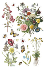 Load image into Gallery viewer, IOD Wilde Bloemen Transfer
