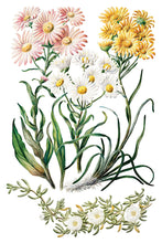 Load image into Gallery viewer, Sarah Featon’s Botanicals