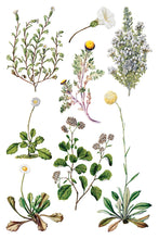 Load image into Gallery viewer, Sarah Featon’s Botanicals