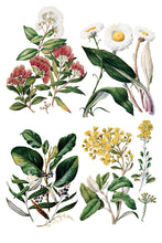 Load image into Gallery viewer, Sarah Featon’s Botanicals