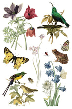 Load image into Gallery viewer, IOD Wilde Bloemen Transfer