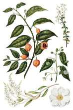 Load image into Gallery viewer, Sarah Featon’s Botanicals