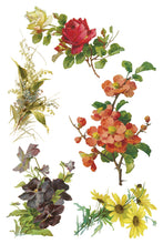 Load image into Gallery viewer, IOD Catharina Transfer Set