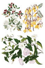 Load image into Gallery viewer, Sarah Featon’s Botanicals