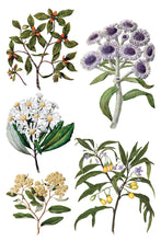 Load image into Gallery viewer, Sarah Featon’s Botanicals