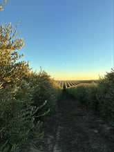 Load image into Gallery viewer, Arbequina Extra Virgin Olive Oil (Mild)