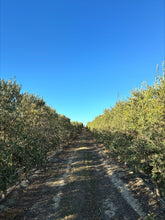 Load image into Gallery viewer, Arbequina Extra Virgin Olive Oil (Mild)