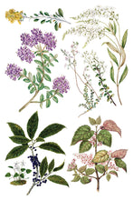 Load image into Gallery viewer, Sarah Featon’s Botanicals