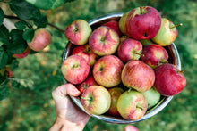 Load image into Gallery viewer, Gravenstein Apple White Balsamic Vinegar