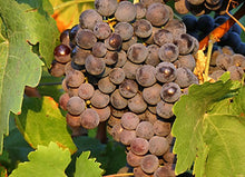Load image into Gallery viewer, Traditional Dark Balsamic Condimento Vinegar