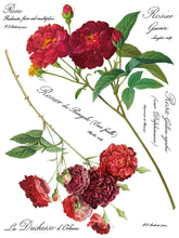 Load image into Gallery viewer, IOD Redoute II Floral Transfer