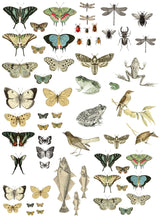 Load image into Gallery viewer, IOD Entomology Transfers