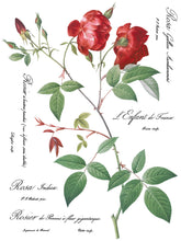 Load image into Gallery viewer, IOD Redoute II Floral Transfer