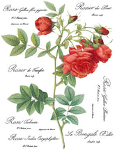 Load image into Gallery viewer, IOD Redoute II Floral Transfer